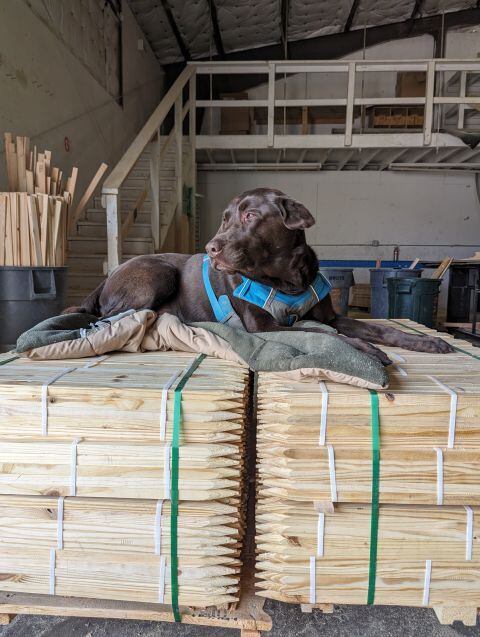 Shop dog resting on a bundle of finished stakes.
